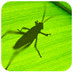 Grasshopper for rhino5 V0.9.76.0 中文版